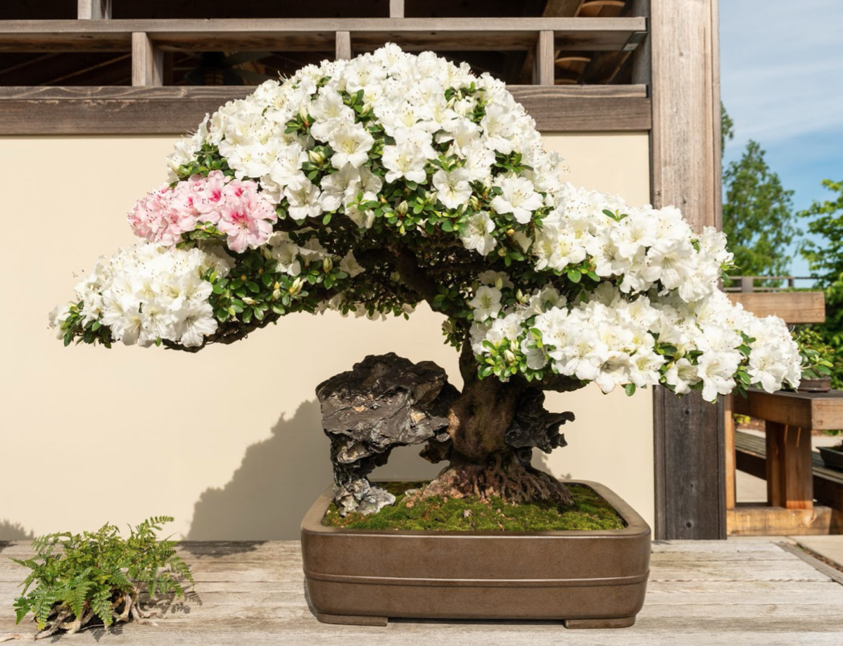 Bonsai Around the World: The Matthaei Botanical Gardens and